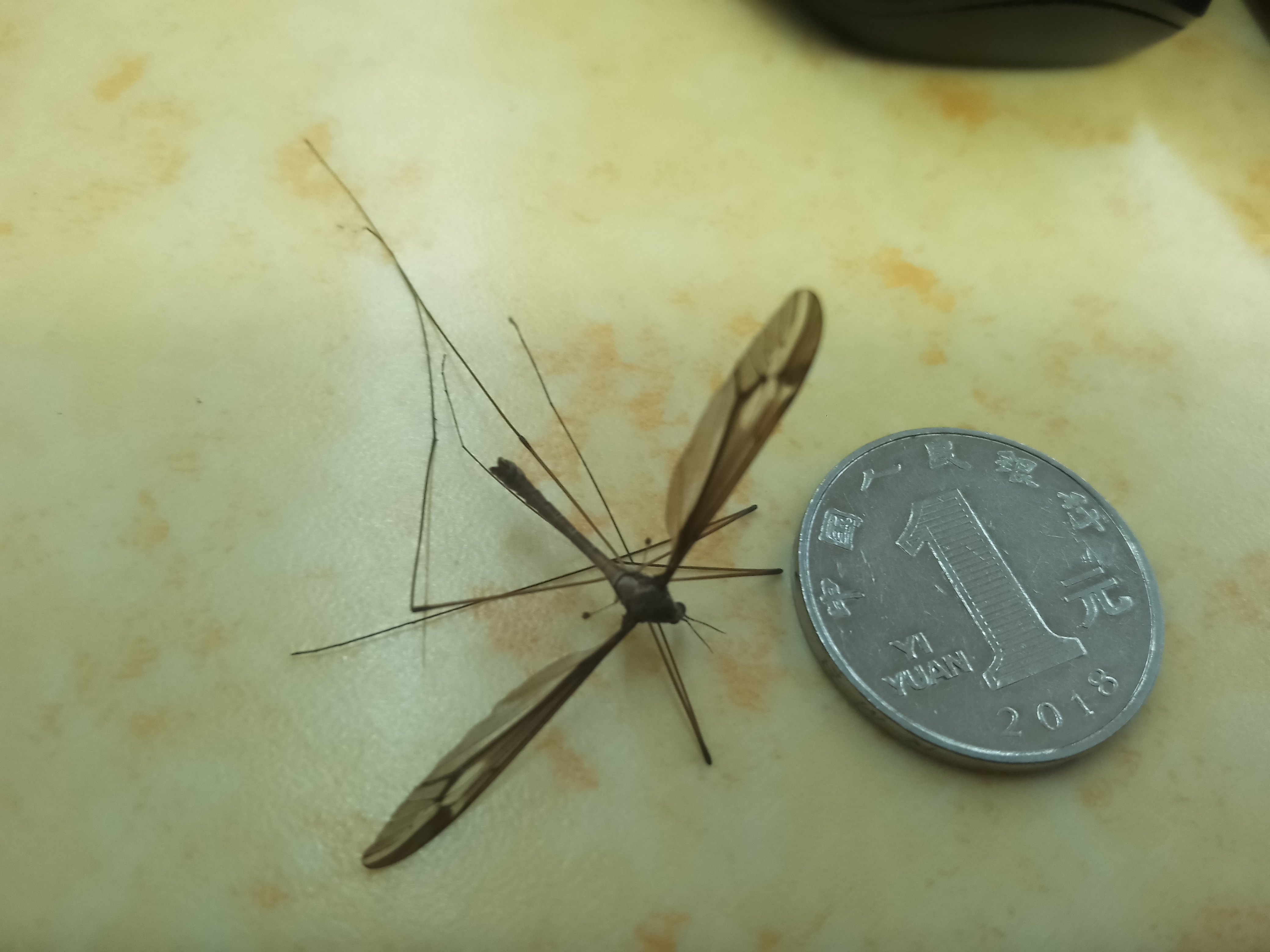 (*瀤紝椎(尸和屍的区别)